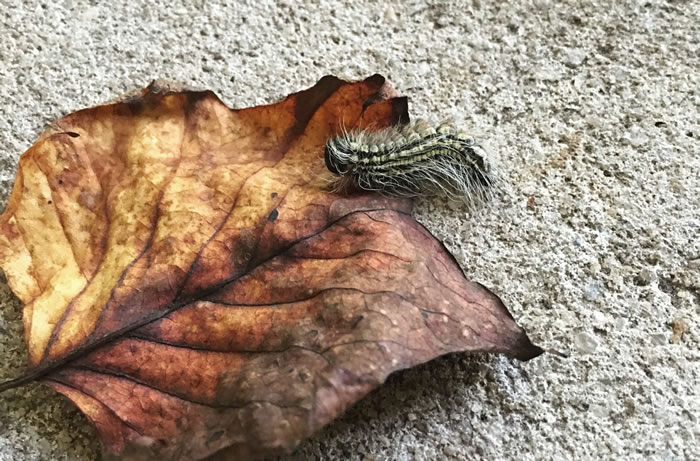 Seasons Change: Don’t Die as a Caterpillar